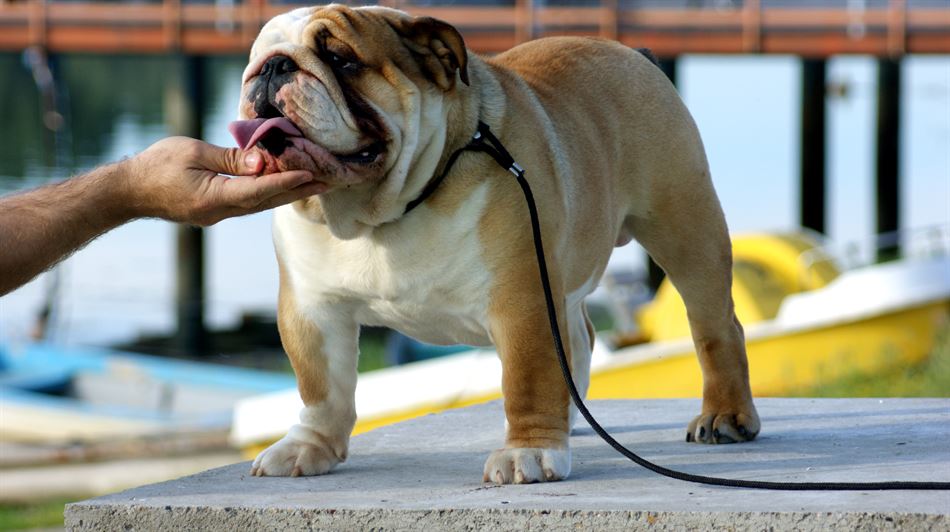Why does my bulldog fart so much and how to treat it