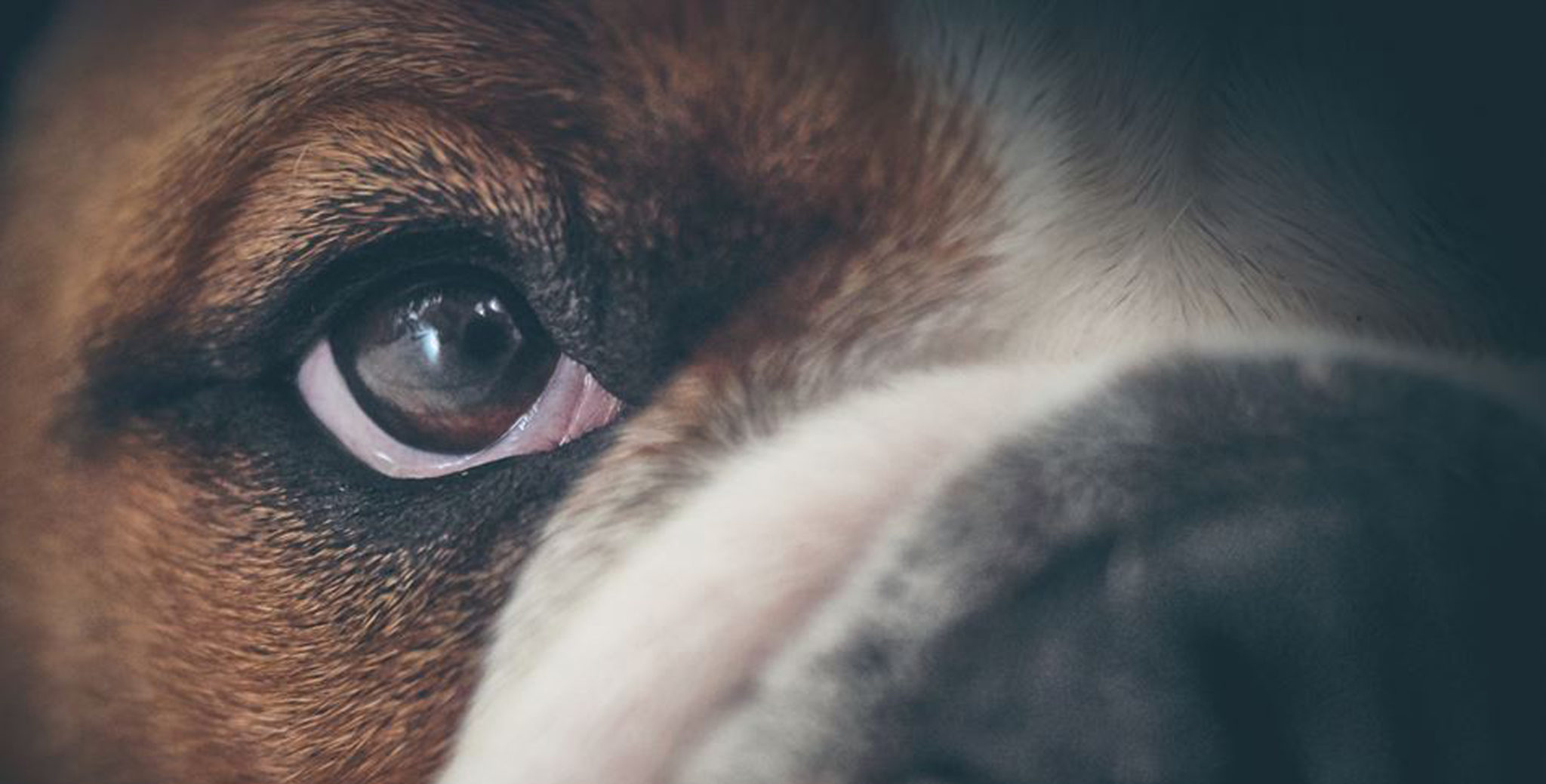 why-do-my-bulldogs-eyes-keep-getting-infected-and-how-to-treat-it